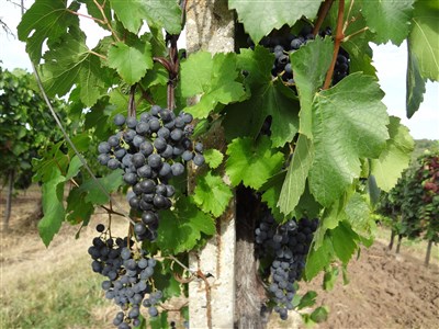 Balaton – Za vínem a do termálů