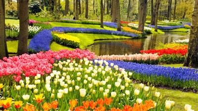 Květinový park Keukenhof s návštěvou Amsterdamu