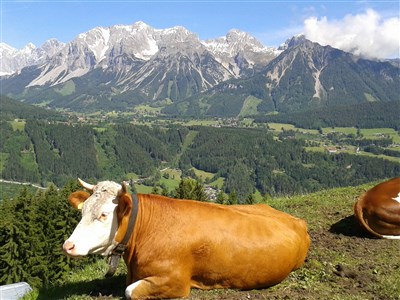 Ennská cyklostezka, Dachstein a Vápencové Alpy