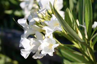 Divoká Sardinie s koupáním na nejkrásnějších plážích Evropy