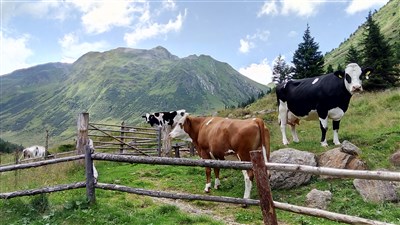 Murská cyklostezka – Alpy pro pohodáře a bikery